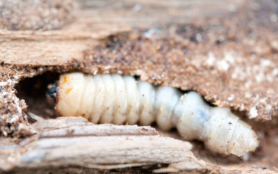 Woodworm Larvae lies on a tree