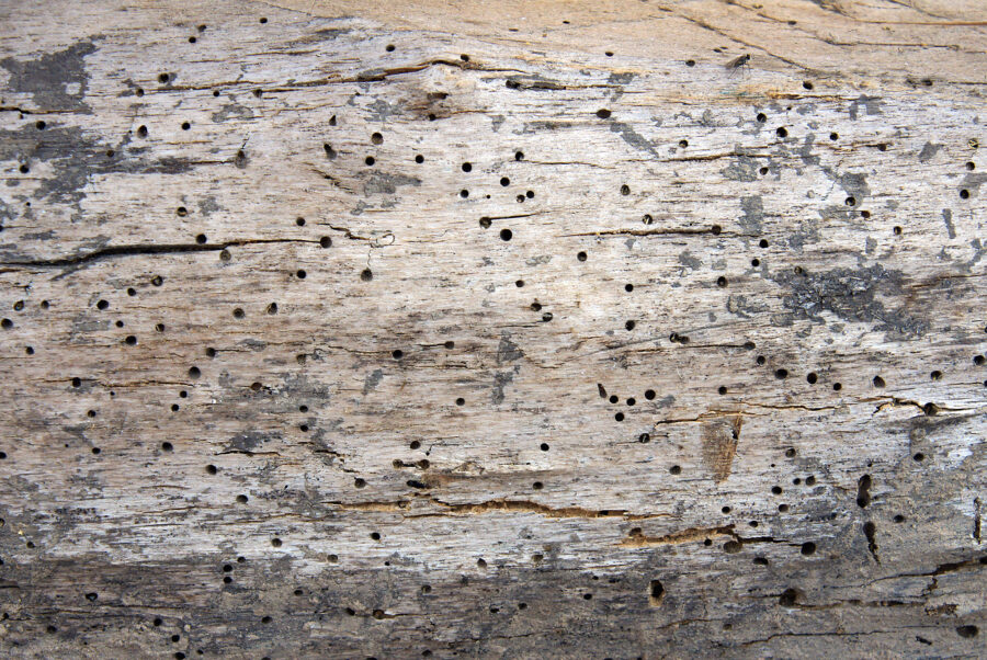 Old log with woodworm holes and burrows created by beatles Anobium punctatum