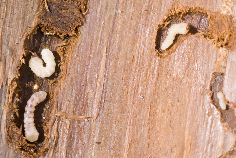 Tiny but mighty, the woodworm leave their mark on the wood as they burrow through, creating intricate tunnels and patterns in their wake