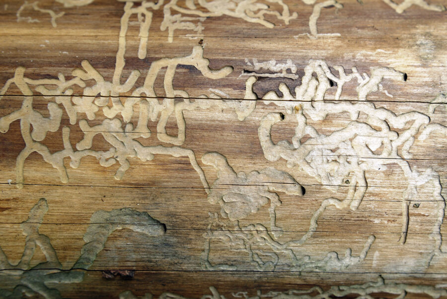 Delicate and intricate, the woodworm galleries wind their way through the timber, a testament to the tireless work of these tiny creatures as they transform wood into a work of art.