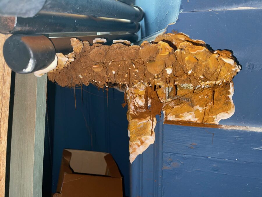 What is the difference between wet rot and dry rot?